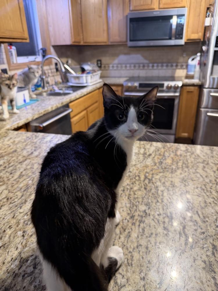 Enlarge Liam, a Adoptable Domestic Short Hair in Albany, WI image 1/1