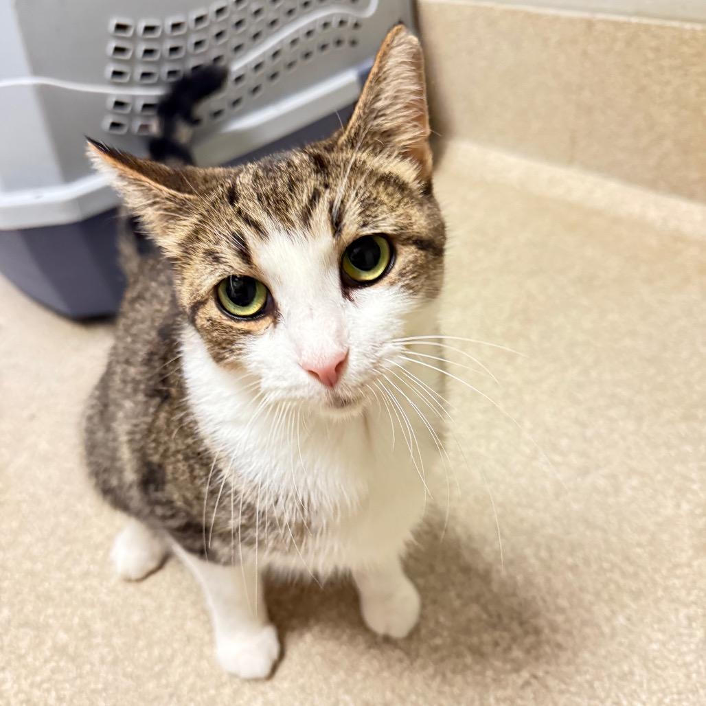 Helvetica, Adoptable, Young Female Domestic Short Hair.