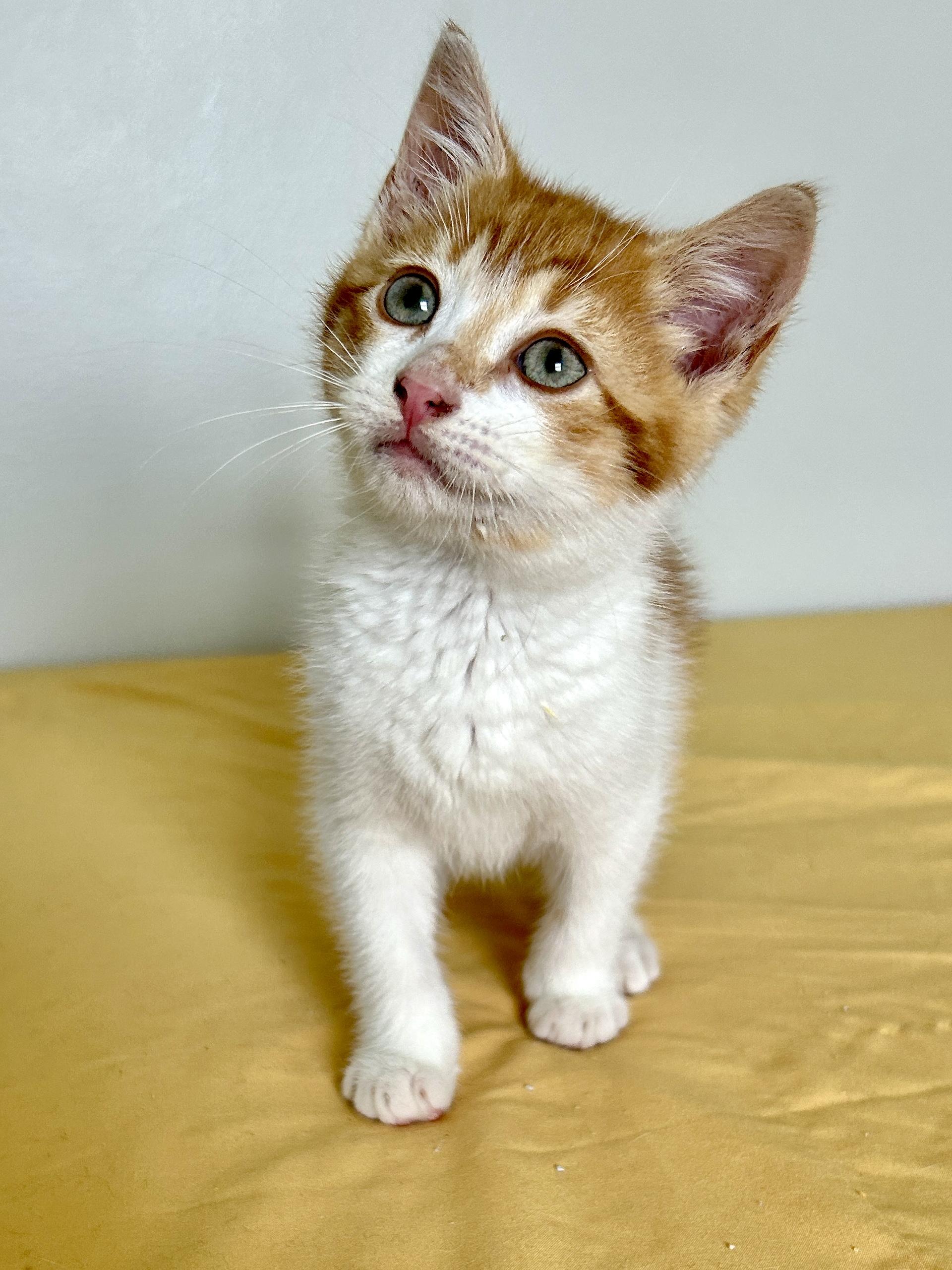 Enlarge Boomerang, a ADOPTABLE Domestic Short Hair in Lancaster, PA image 2/3