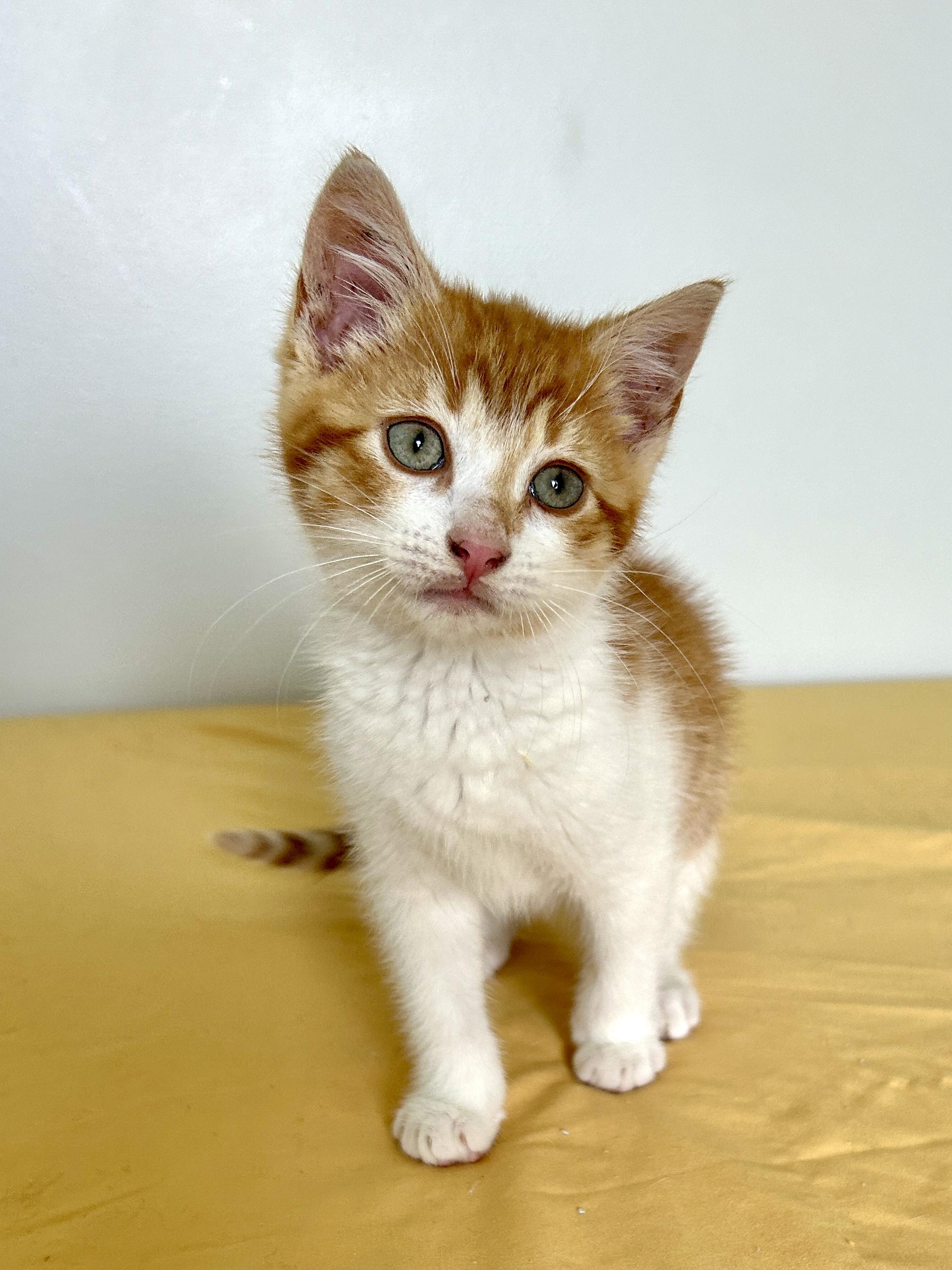 Enlarge Boomerang, a ADOPTABLE Domestic Short Hair in Lancaster, PA image 3/3