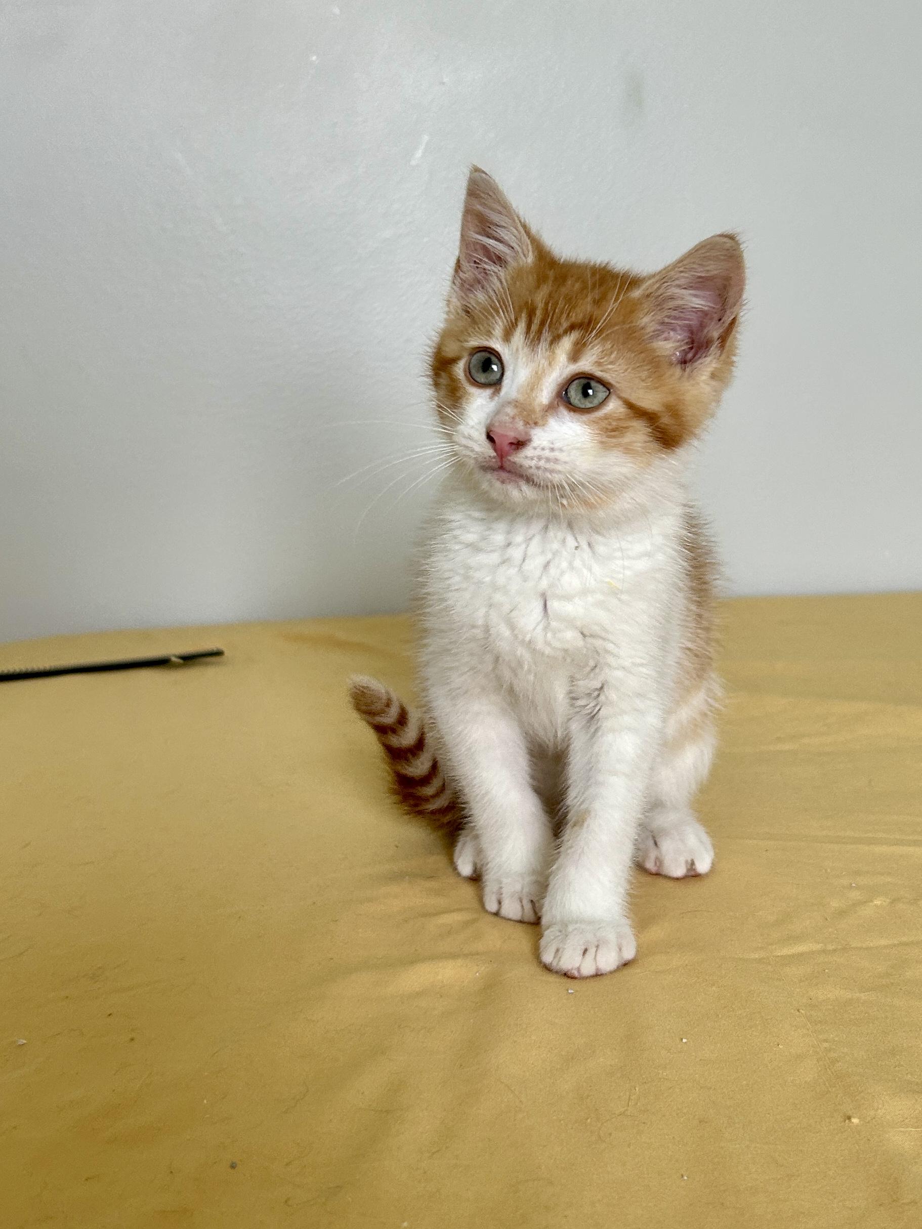 Boomerang, ADOPTABLE, Kitten Male Domestic Short Hair.