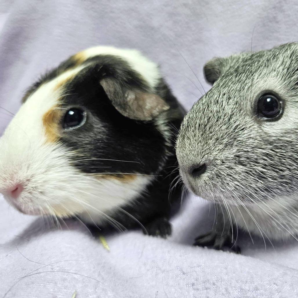 S'mores, a Adoptable Guinea Pig in Michigan City, IN image 1/6