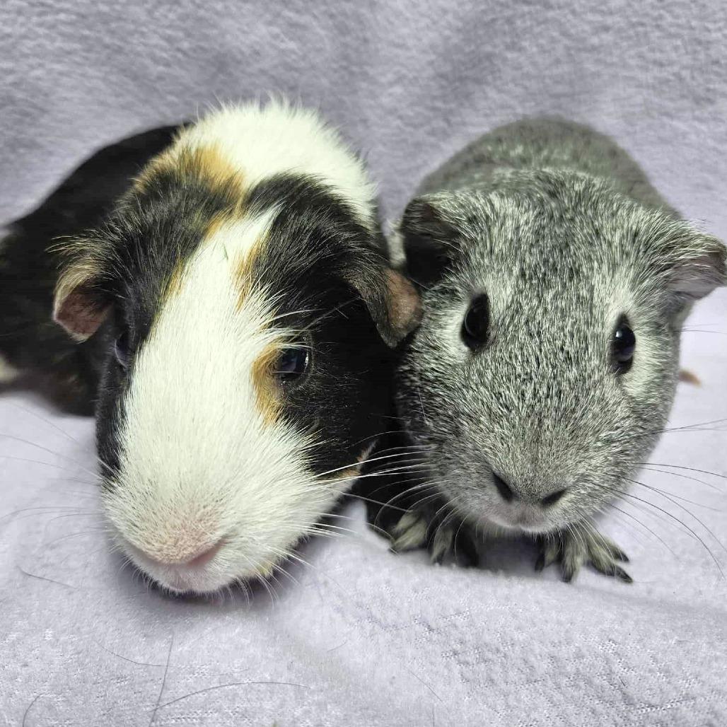 S'mores, a Adoptable Guinea Pig in Michigan City, IN image 3/6