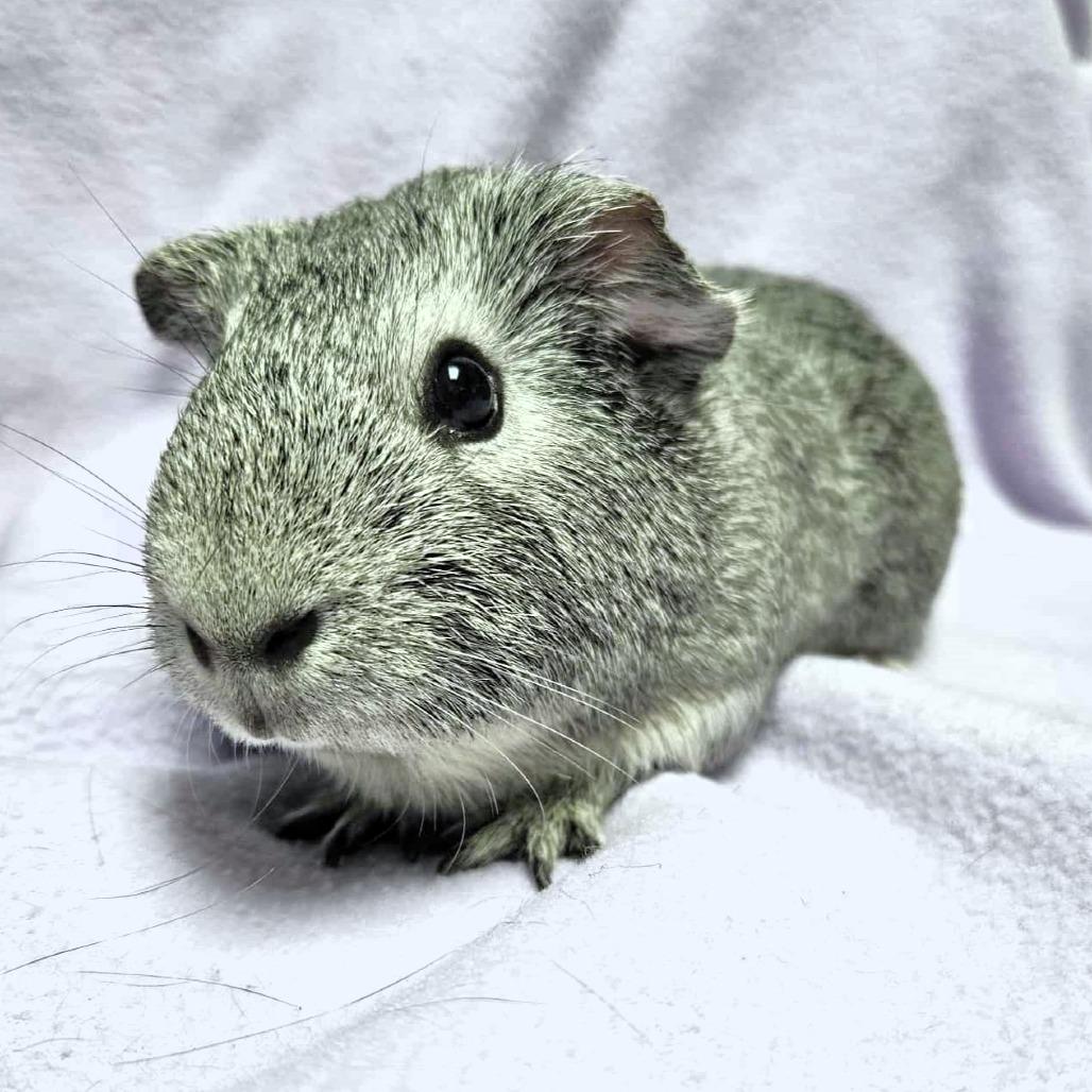 S'mores, a Adoptable Guinea Pig in Michigan City, IN image 4/6