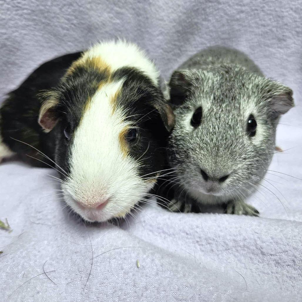 S'mores, a Adoptable Guinea Pig in Michigan City, IN image 5/6