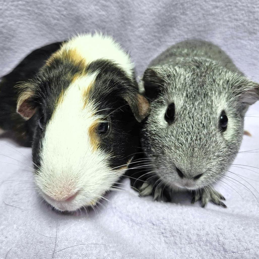 S'mores, a Adoptable Guinea Pig in Michigan City, IN image 6/6