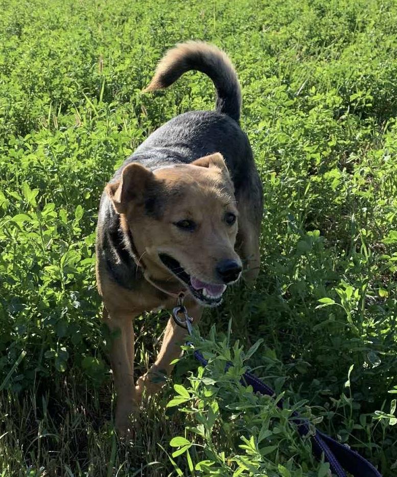 Enlarge Ozzy, a Adopted mixed breed in Independence, IA image 3/4