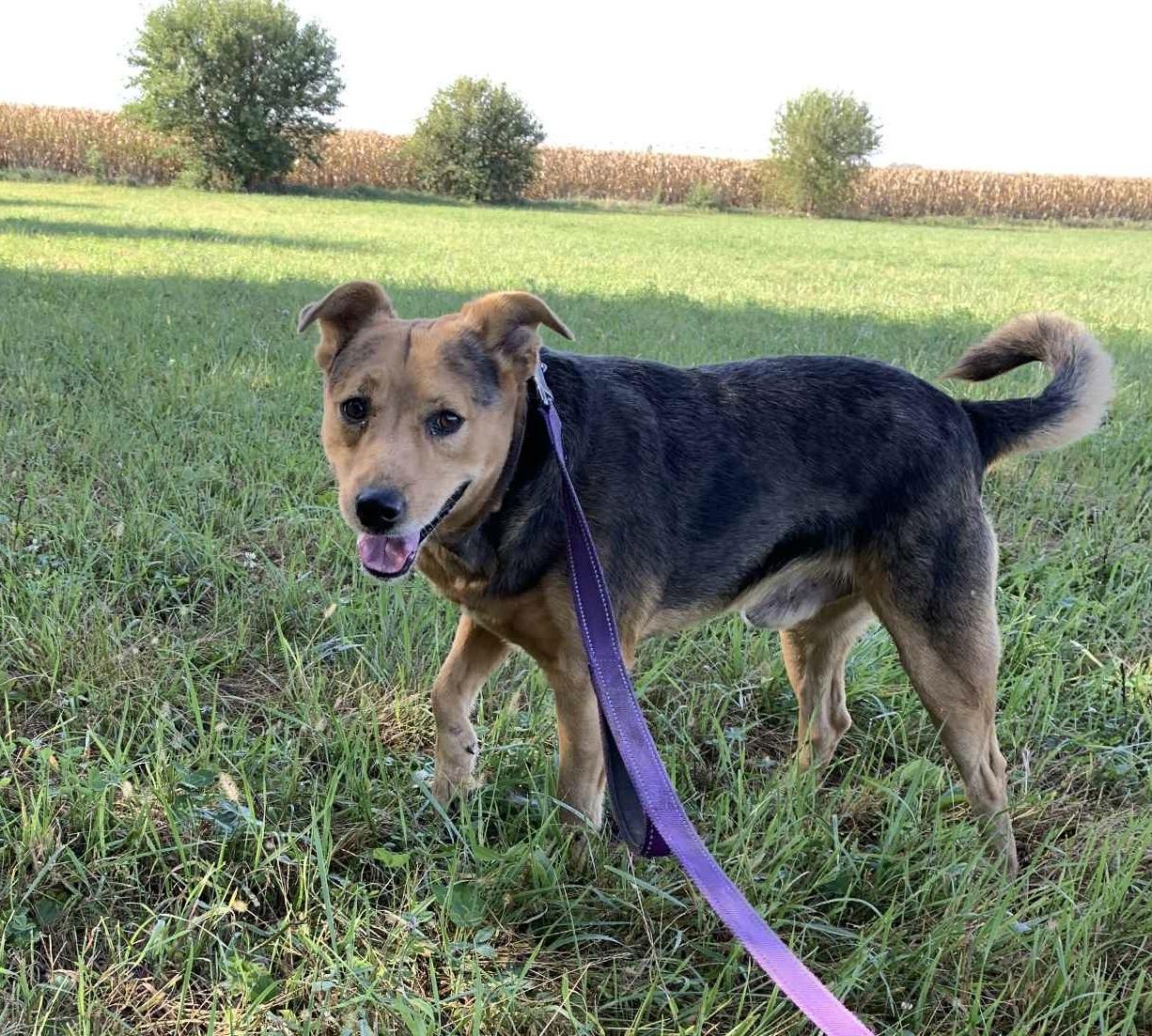 Enlarge Ozzy, a Adopted mixed breed in Independence, IA image 2/4