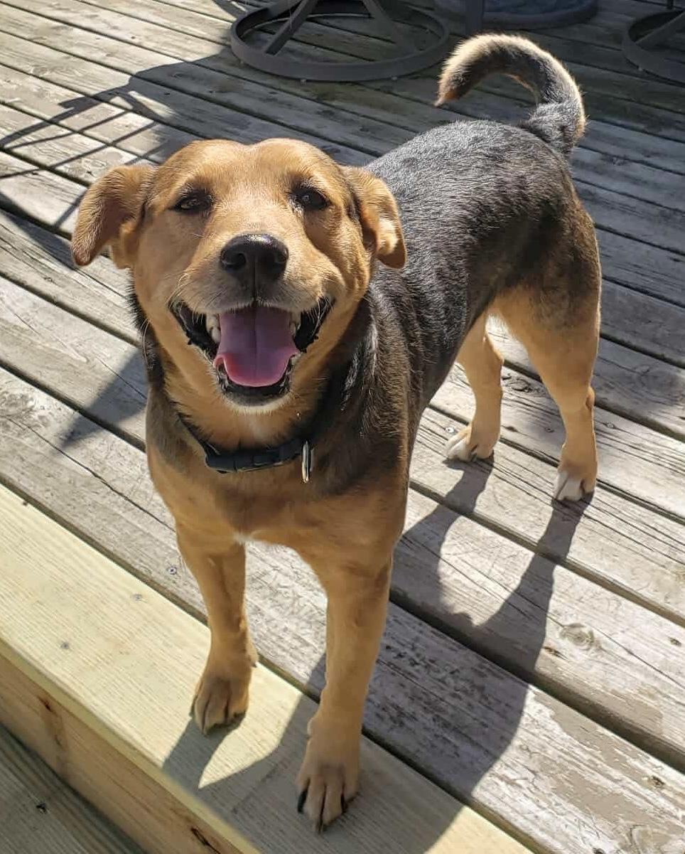 Ozzy, Adopted, Senior Male Beagle & Terrier.