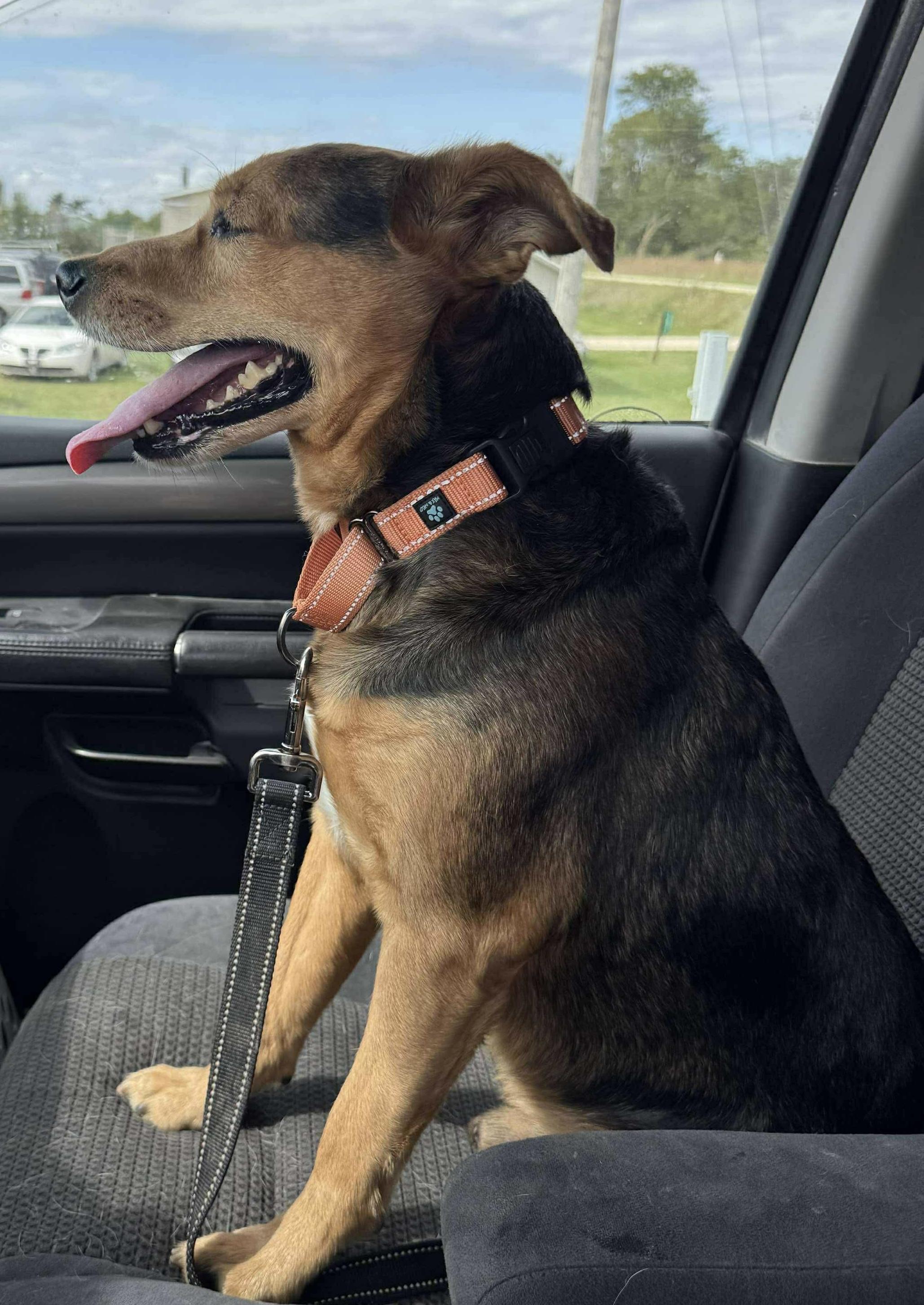 Enlarge Ozzy, a Adopted mixed breed in Independence, IA image 4/4