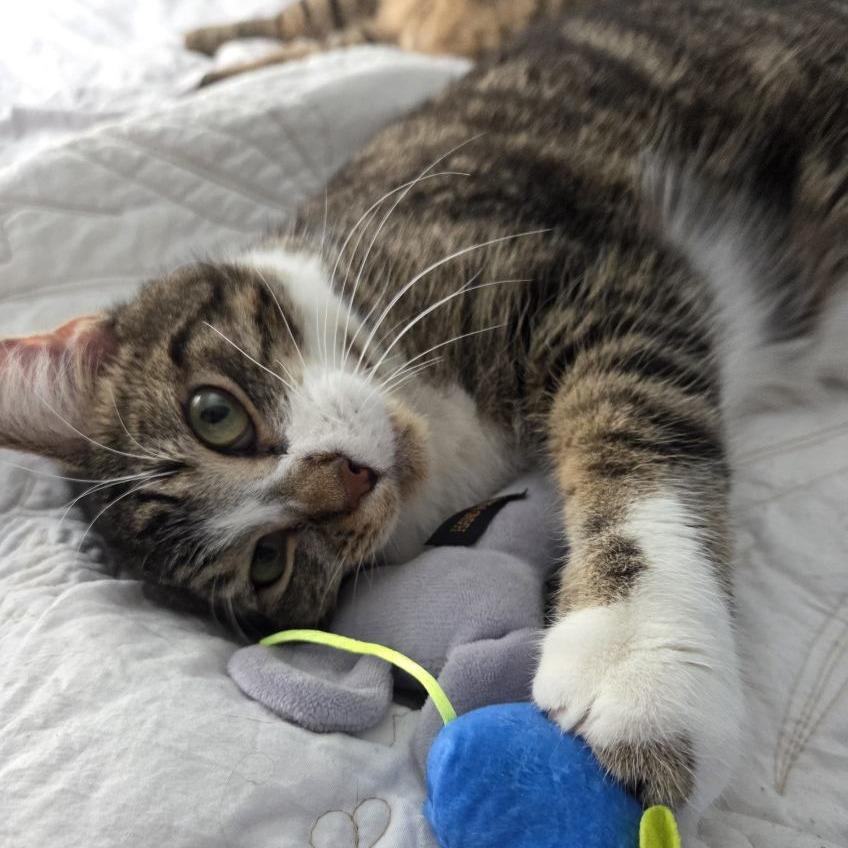 Yuzu, a Adoptable Domestic Short Hair in Evanston, IL image 1/6