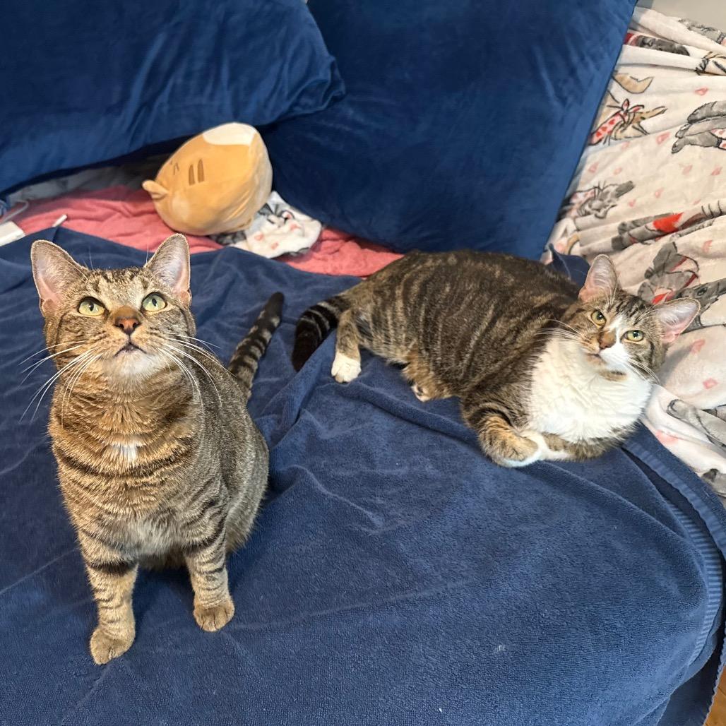 Yuzu, a Adoptable Domestic Short Hair in Evanston, IL image 2/6