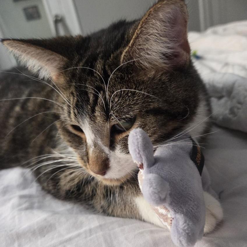 Yuzu, a Adoptable Domestic Short Hair in Evanston, IL image 4/6
