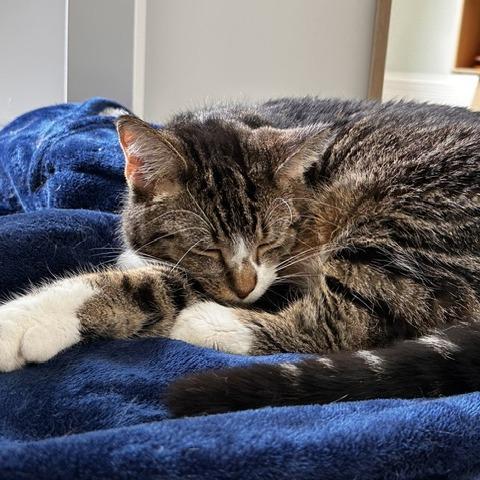 Yuzu, a Adoptable Domestic Short Hair in Evanston, IL image 5/6