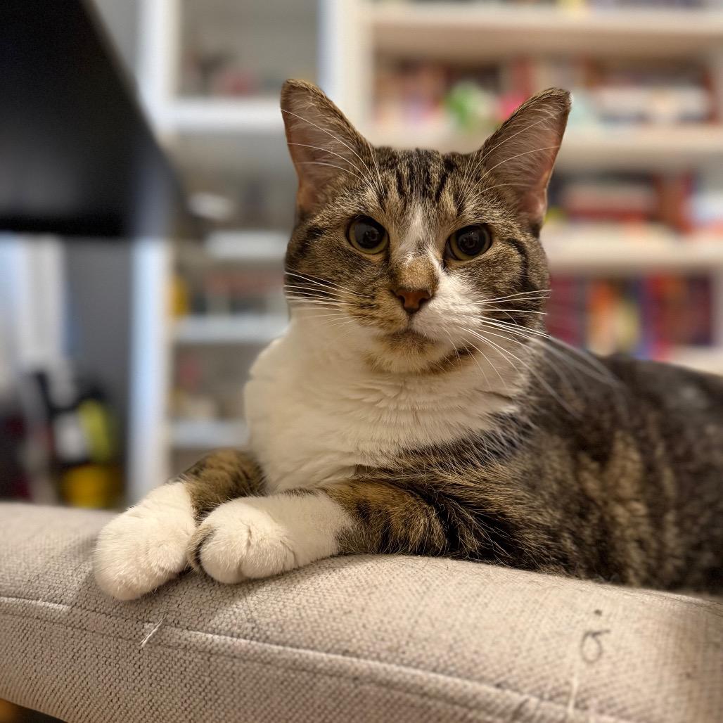 Yuzu, a Adoptable Domestic Short Hair in Evanston, IL image 6/6
