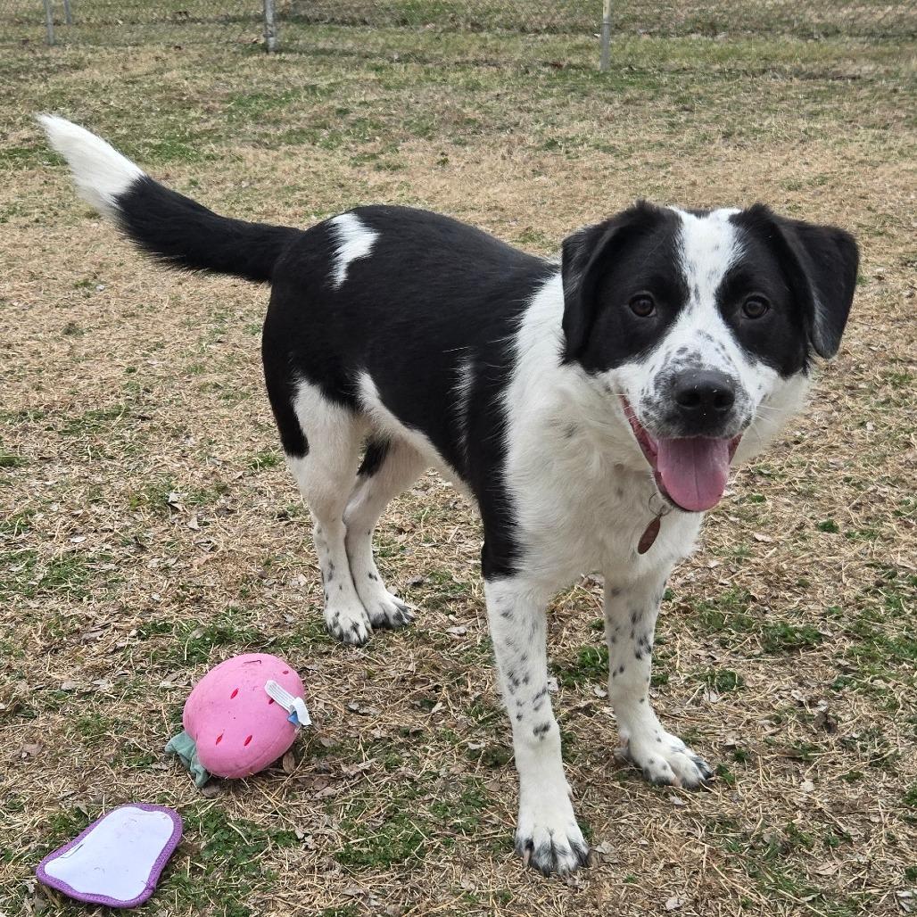 Teddy, Adoptable, Young Male Border Collie.