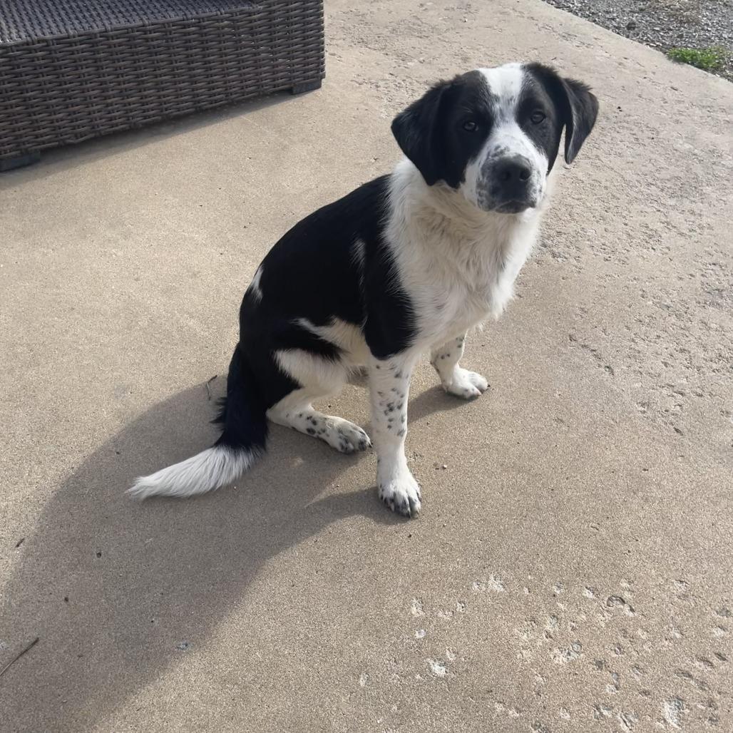 Enlarge Teddy, a Adoptable mixed breed in Tulsa, OK image 3/6
