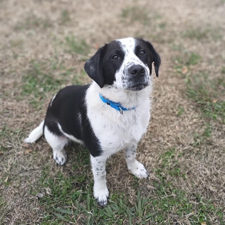 Enlarge Teddy, a Adoptable mixed breed in Tulsa, OK image 4/6