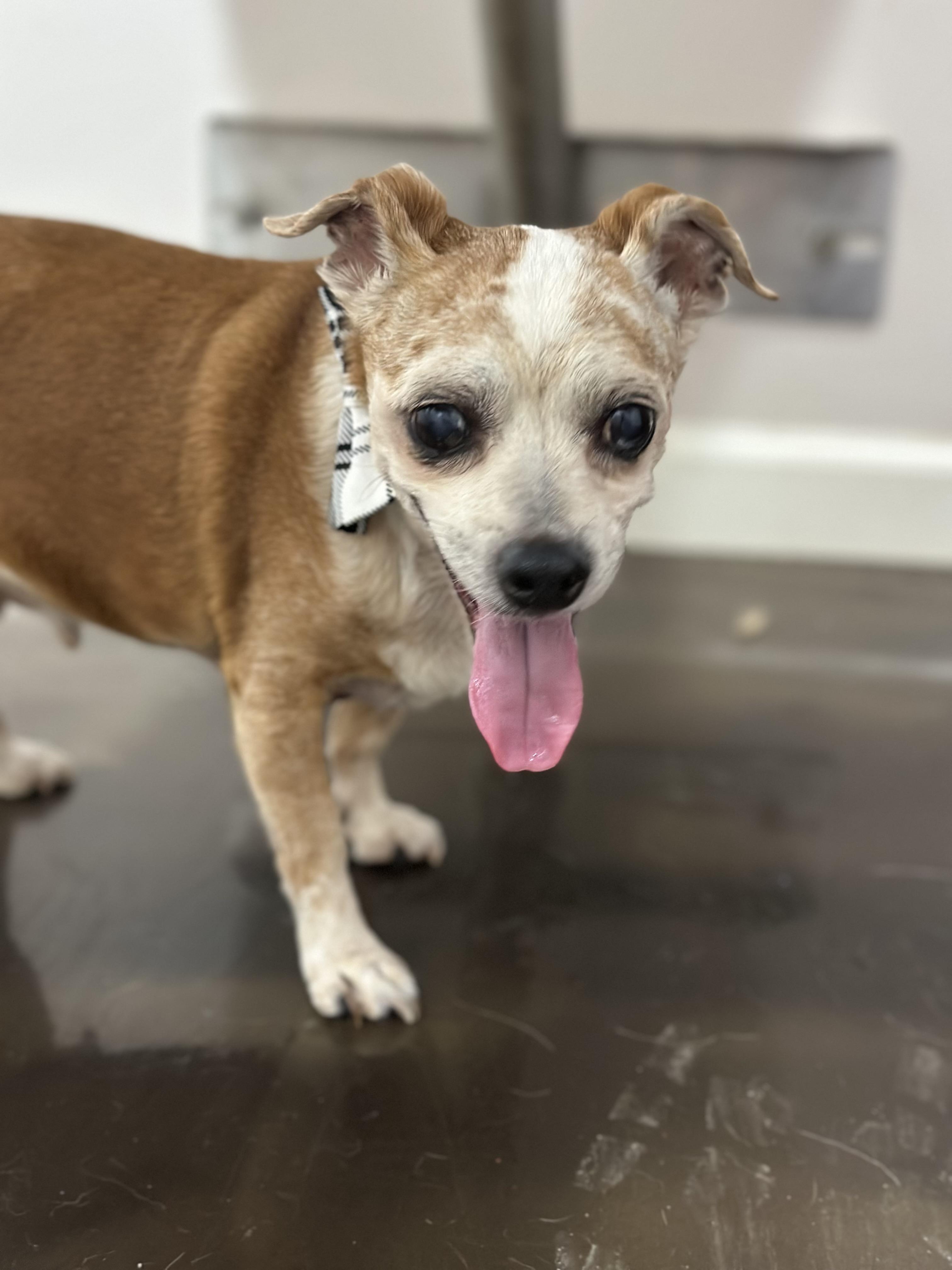 Benny, ADOPTABLE, Adult Male Chihuahua.