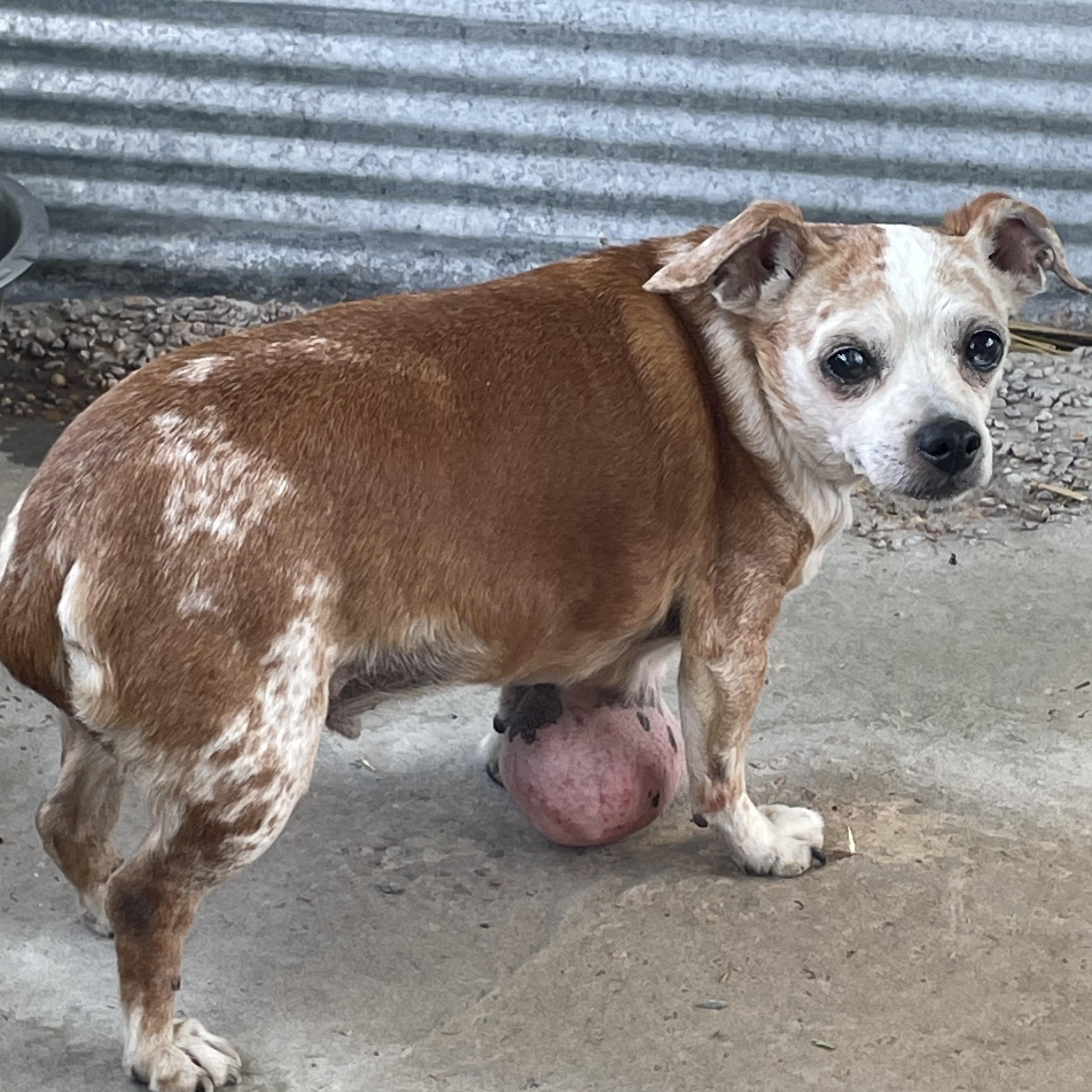 Enlarge Benny, a ADOPTABLE mixed breed in Aspen, CO image 2/2