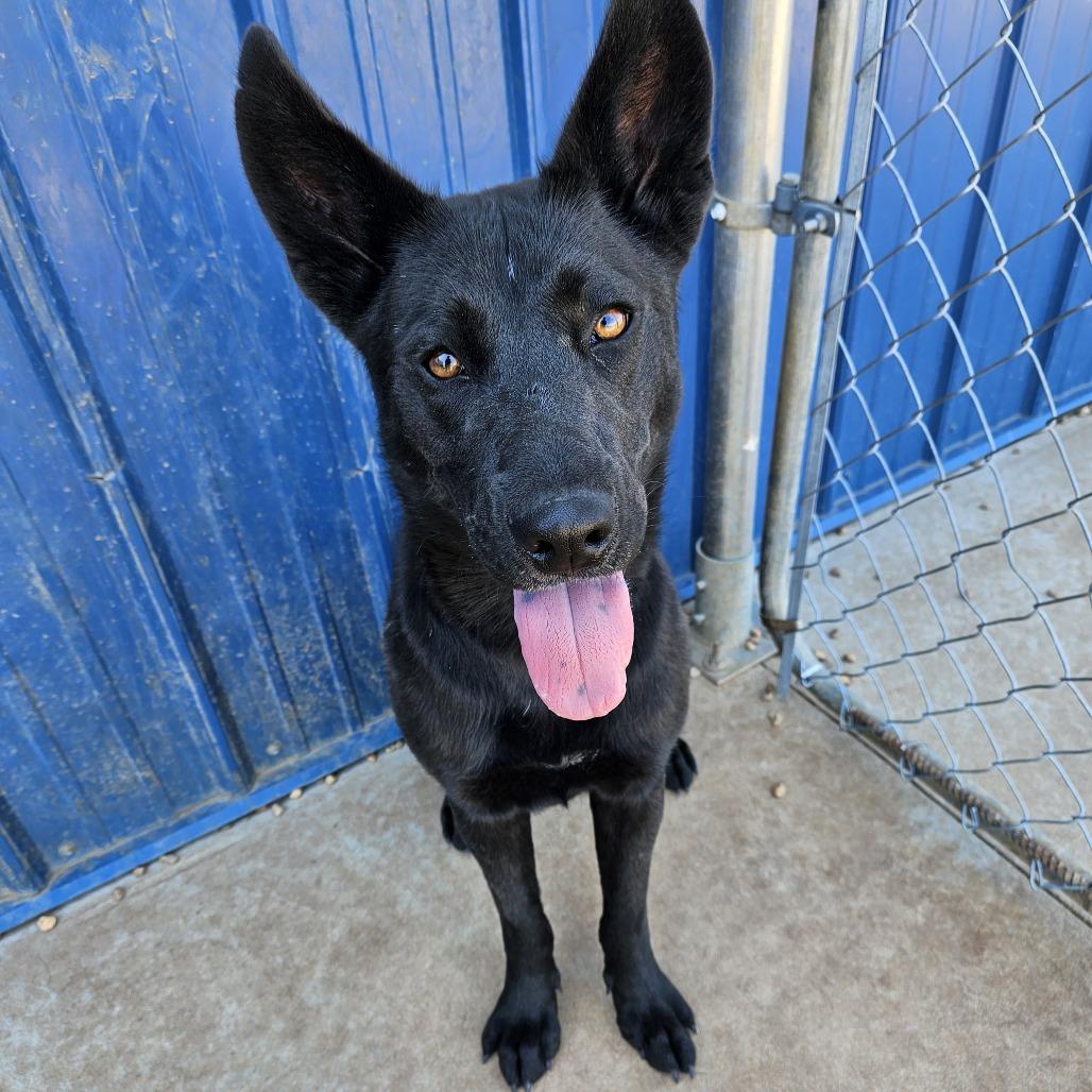 Enlarge Harley, a Adoptable mixed breed in Kingman, KS image 1/4