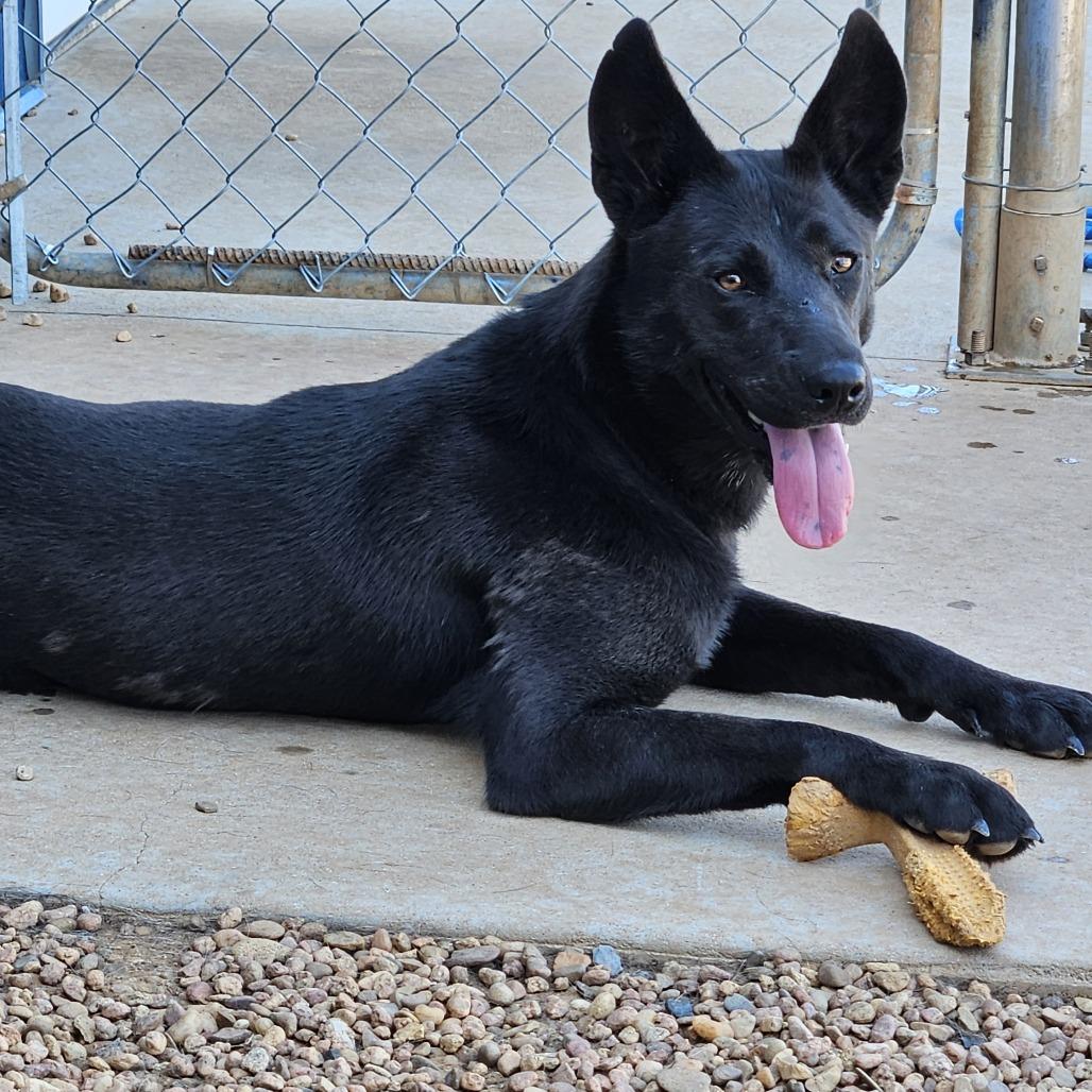 Enlarge Harley, a Adoptable mixed breed in Kingman, KS image 2/4