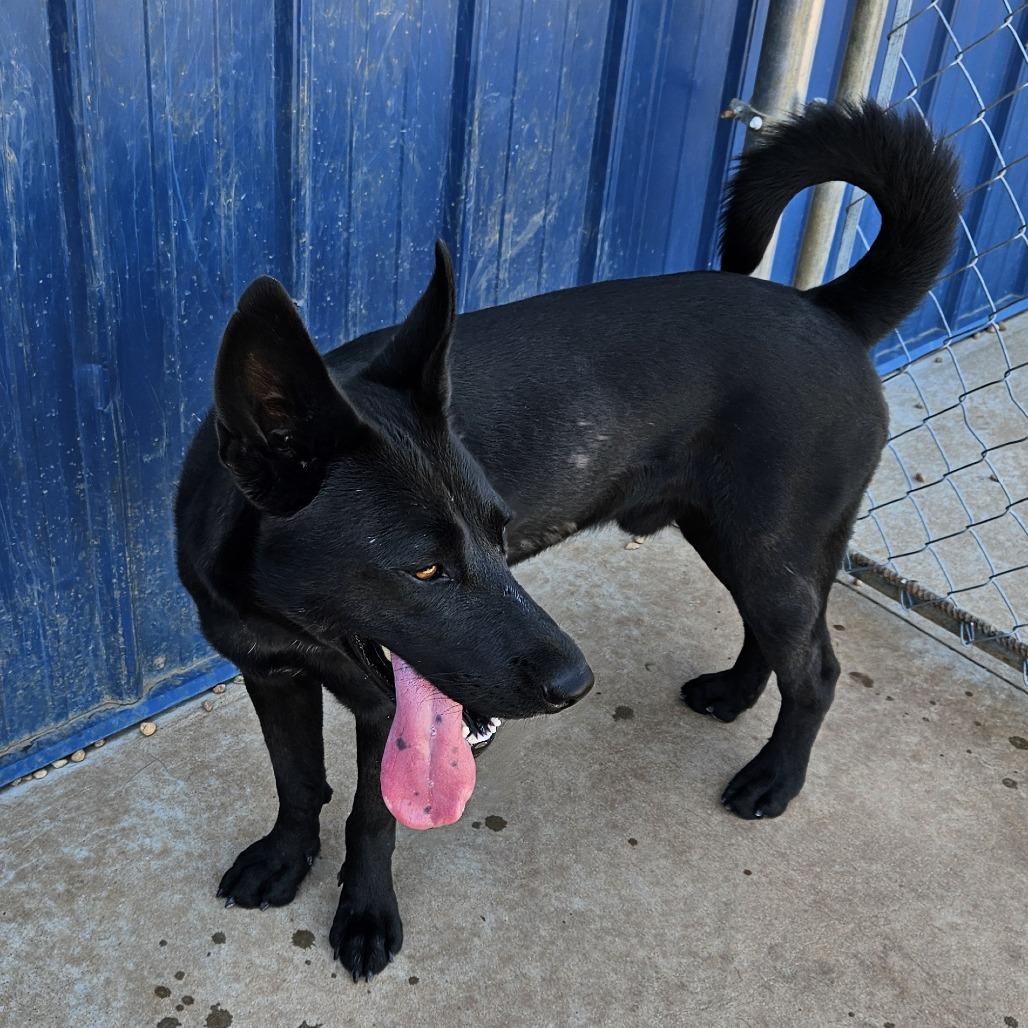 Enlarge Harley, a Adoptable mixed breed in Kingman, KS image 3/4