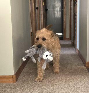 Enlarge Goose, an adopted Mixed Breed in Schaumburg, IL image 3/6