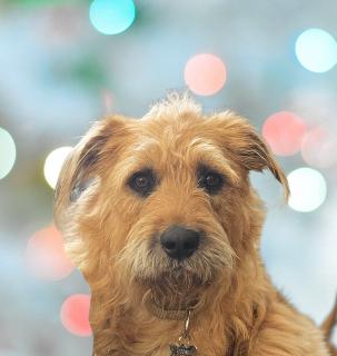 Goose, adopted, Young Male Mixed Breed.