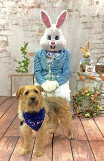 Enlarge Goose, an adopted Mixed Breed in Schaumburg, IL image 6/6