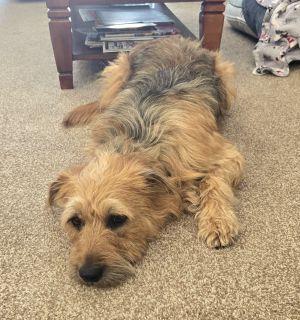 Enlarge Goose, an adopted Mixed Breed in Schaumburg, IL image 4/6