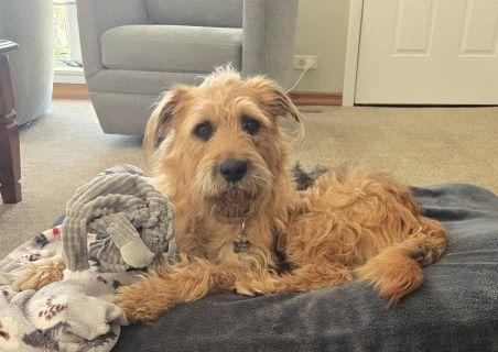 Enlarge Goose, an adopted Mixed Breed in Schaumburg, IL image 2/6