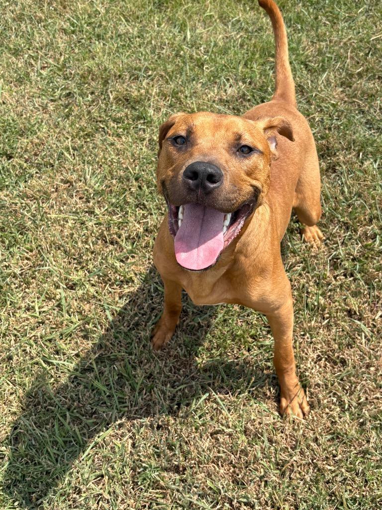 Enlarge Luke, a Adoptable Mixed Breed in Bossier City, LA image 1/5