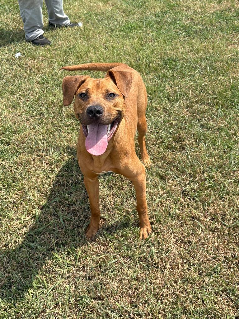 Enlarge Luke, a Adoptable Mixed Breed in Bossier City, LA image 3/5