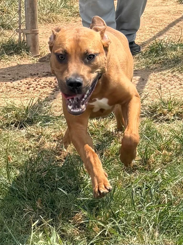 Enlarge Luke, a Adoptable Mixed Breed in Bossier City, LA image 4/5