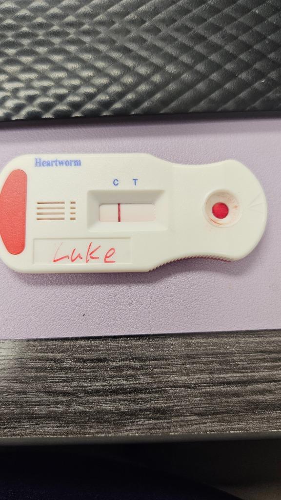 Enlarge Luke, a Adoptable Mixed Breed in Bossier City, LA image 5/5