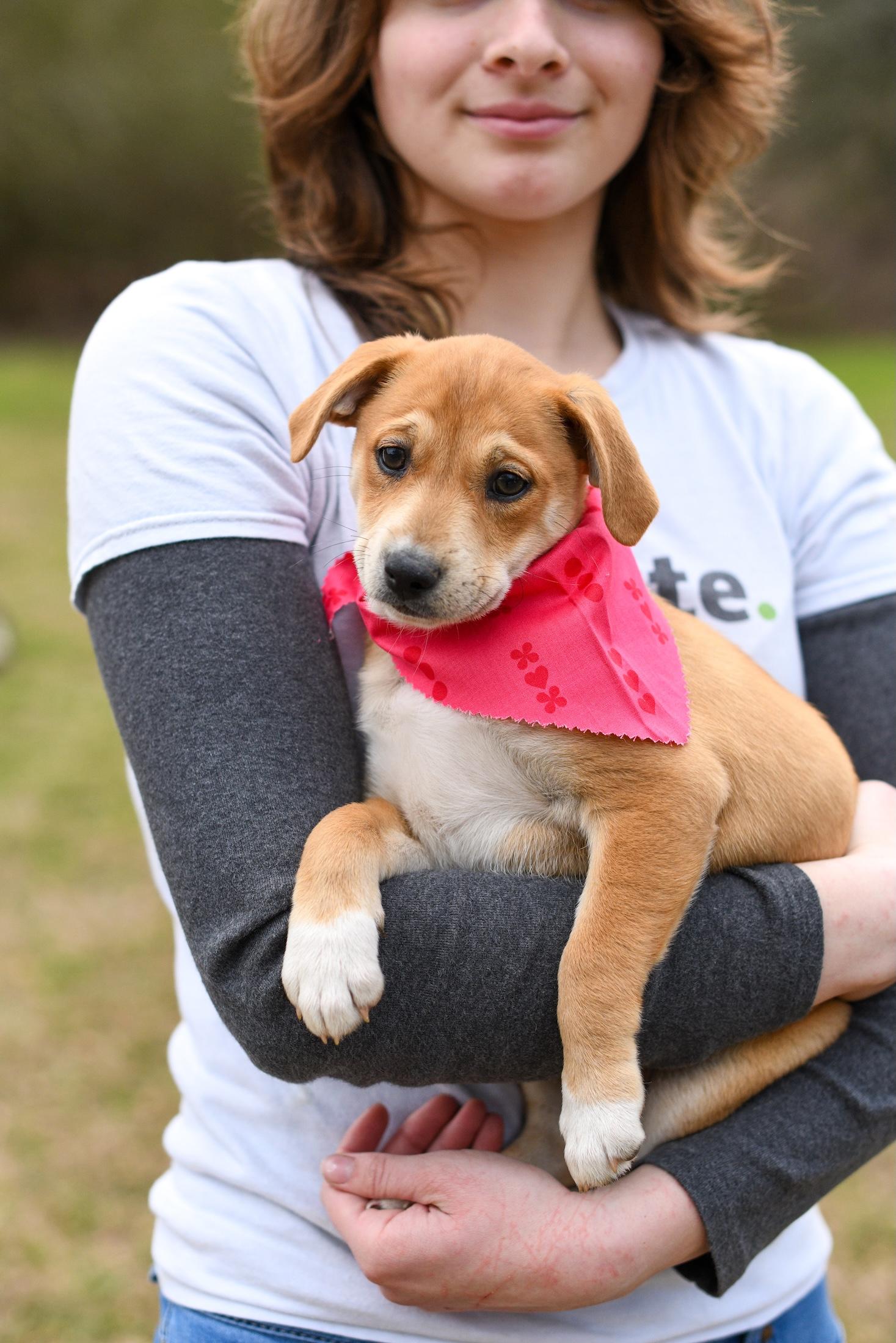 Tilly , a Adoptable Mixed Breed in Argyle, NY image 4/5