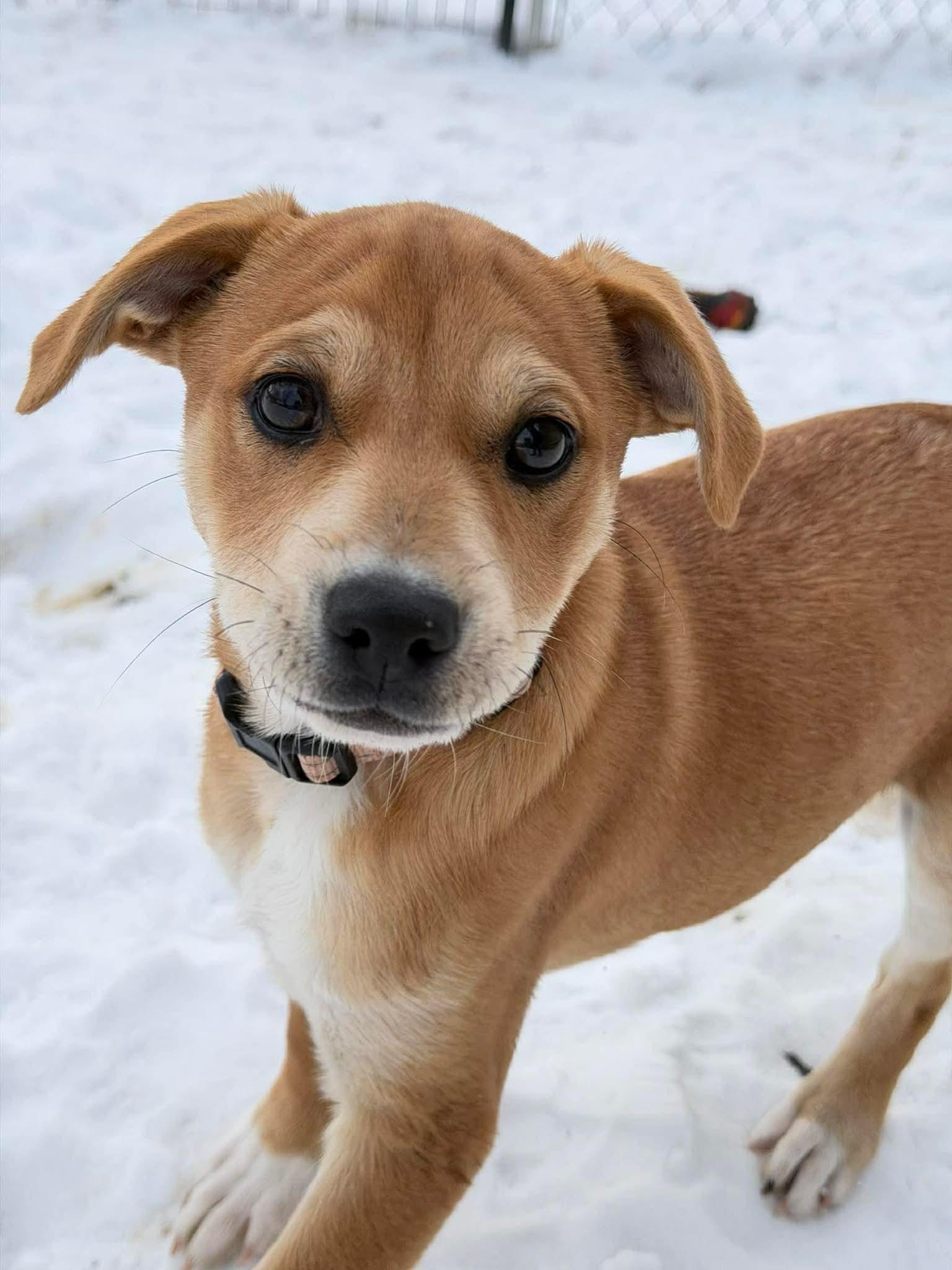 Tilly , Adoptable, Puppy Female Mixed Breed.