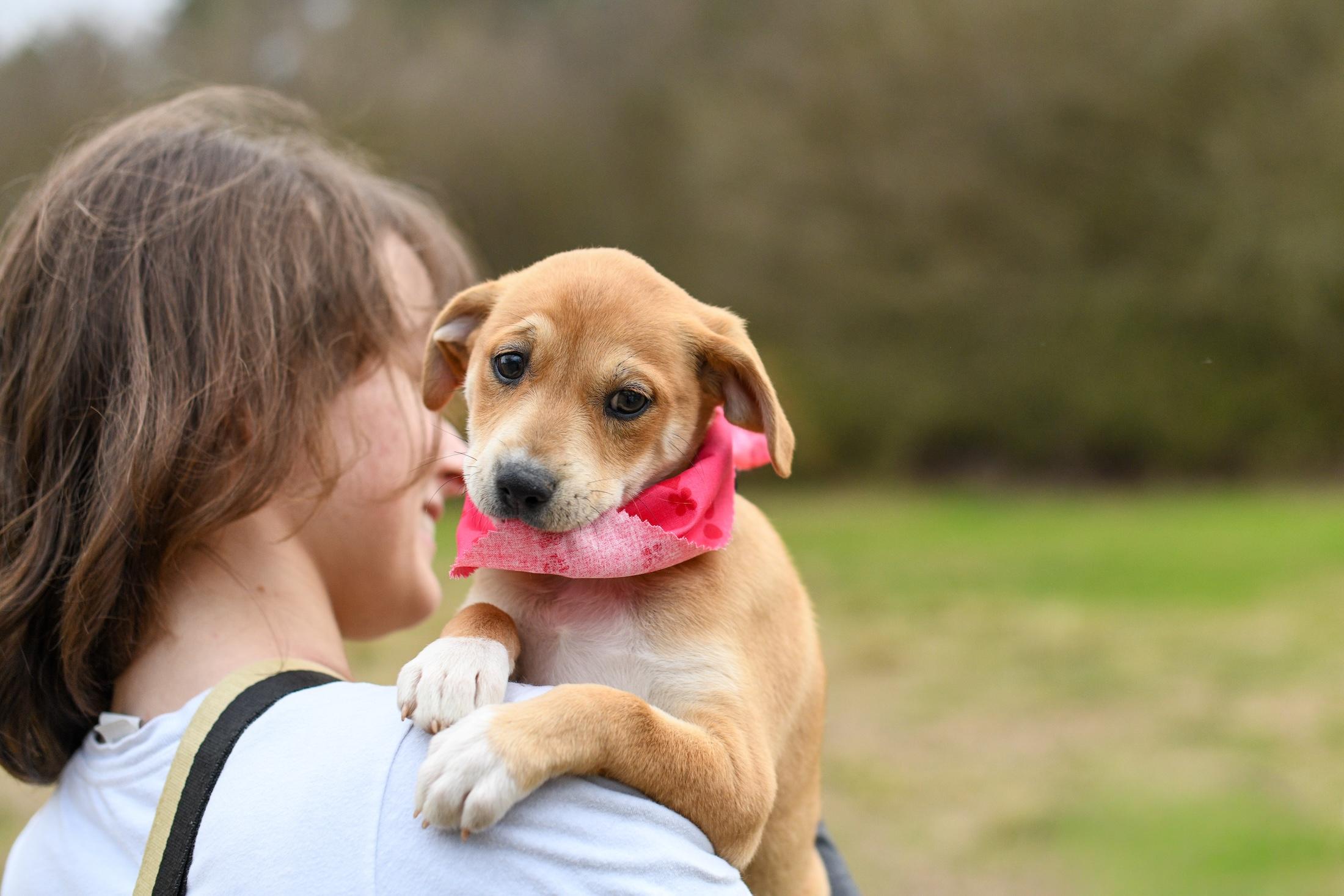 Tilly , a Adoptable Mixed Breed in Argyle, NY image 2/5