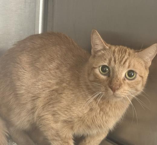 PETER, Adoptable, Adult Male Domestic Short Hair.