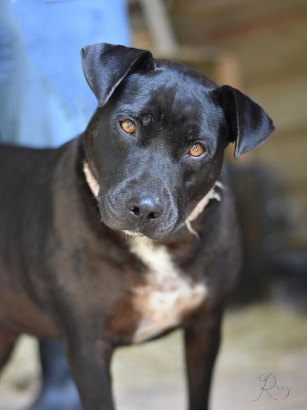 Enlarge Roxy (Trinity), a Adoptable mixed breed in Brewster , NY image 1/5