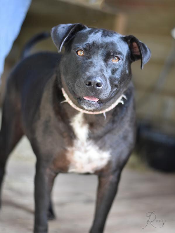 Enlarge Roxy (Trinity), a Adoptable mixed breed in Brewster , NY image 2/5
