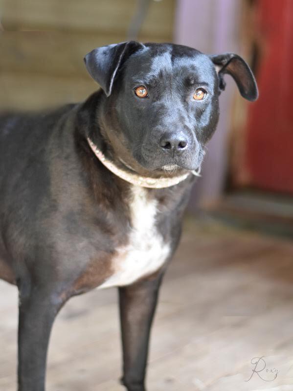 Enlarge Roxy (Trinity), a Adoptable mixed breed in Brewster , NY image 3/5