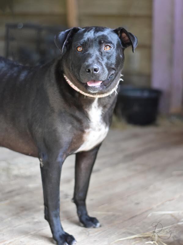 Enlarge Roxy (Trinity), a Adoptable mixed breed in Brewster , NY image 4/5