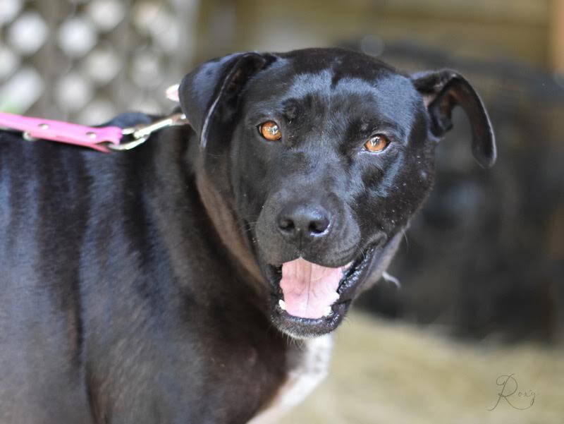 Enlarge Roxy (Trinity), a Adoptable mixed breed in Brewster , NY image 5/5