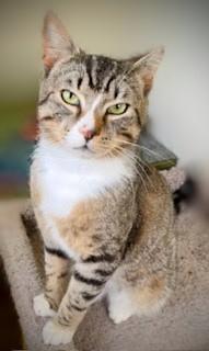 Enlarge Rocky, a ADOPTABLE mixed breed in Bow, WA image 3/6