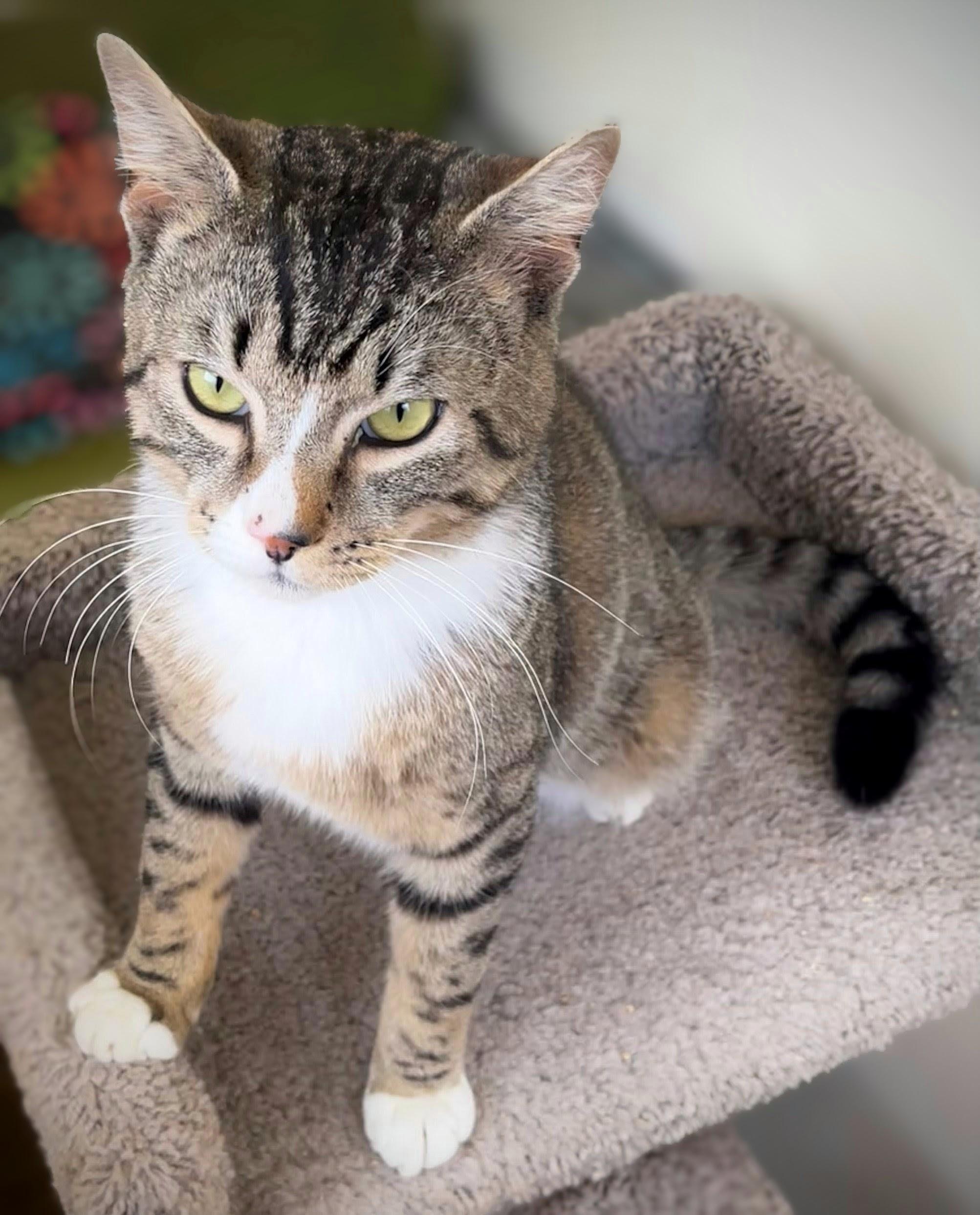 Enlarge Rocky, a ADOPTABLE mixed breed in Bow, WA image 6/6