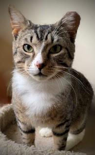 Enlarge Rocky, a ADOPTABLE mixed breed in Bow, WA image 2/6