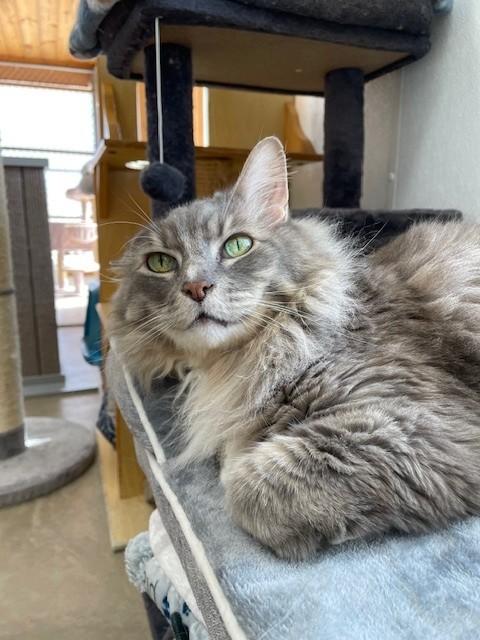 Rufus-SPONSORED ADOPTION-FREE WITH APPROVED APPLICATION, ADOPTABLE, Adult Male Domestic Long Hair.