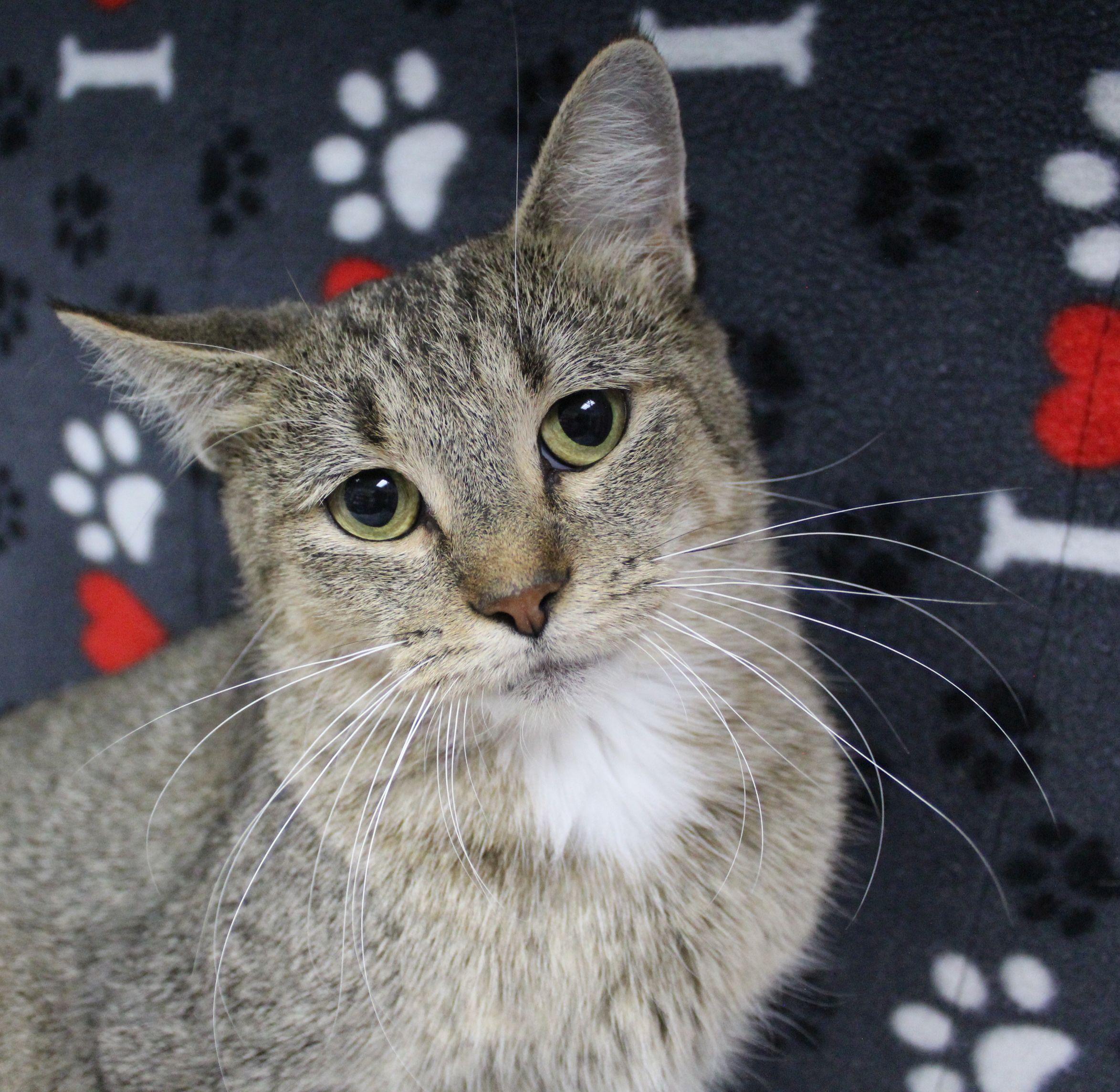 Enlarge Kimber, a Adoptable Domestic Short Hair in Portage, WI image 3/3